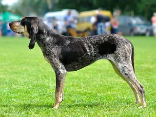 Gascon Saintongeois Dog Breed: Info, Pictures, Care & More