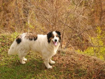 Tornjak Dog Breed Guide: Info, Pictures, Care & Traits