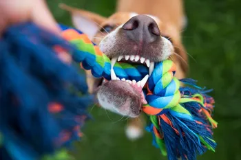 clean dog teeth rope toy