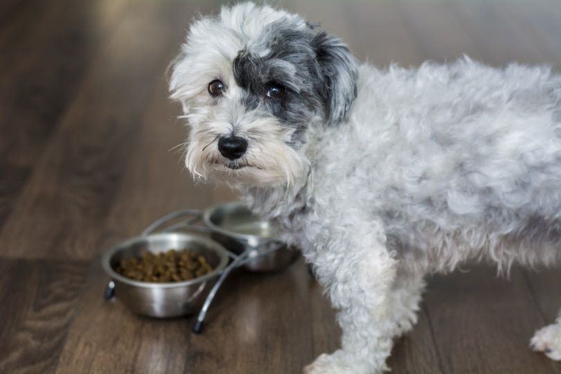 Havanese dog eating