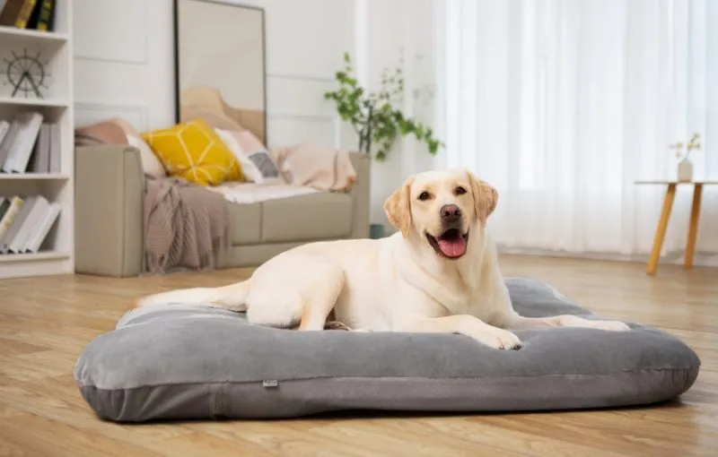labrador retriever dog lying indoor