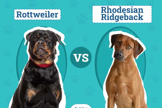 Rottweiler vs. Rhodesian Ridgeback: Vet-Reviewed Differences Explained (With Pictures)