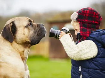 Will a Cane Corso Be Good With My Kids? Everything You Need to Know!
