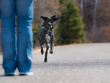 How to Teach Your Dog Recall: A Vet-Approved Training Guide