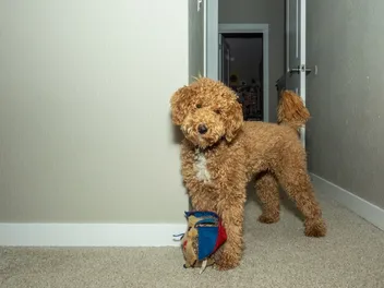 Can a Labradoodle Be Left Alone? Considerations & Vet-Approved Tips