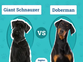 Giant Schnauzer vs Doberman: Vet-Reviewed Differences (With Pictures)