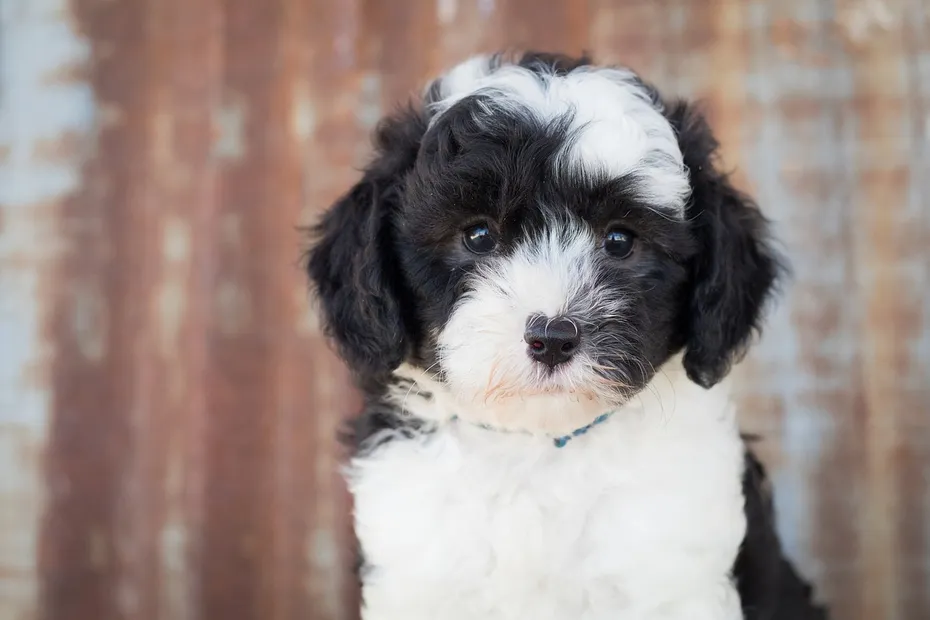 sheepadoodle puppy