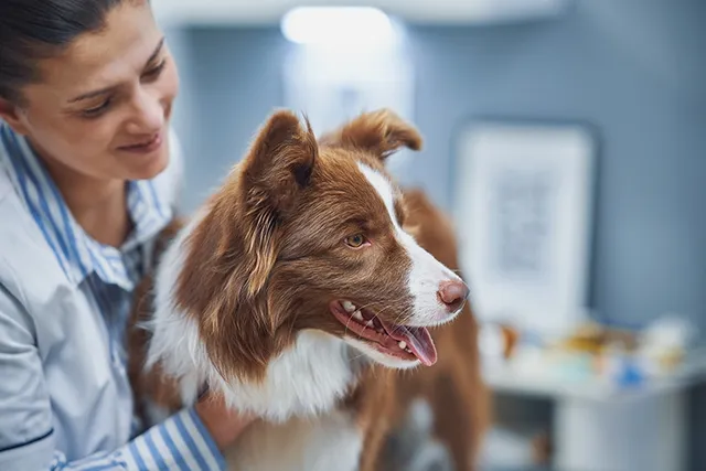 Cost to Spay or Neuter a Dog In Australia: 2026 Price Guide
