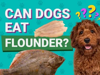 Can Dogs Eat Flounder? Vet Approved Facts & Nutrition Guide