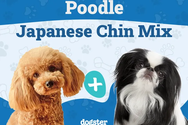 Poochin (Japanese Chin Poodle Mix): Info, Pictures, Care & More
