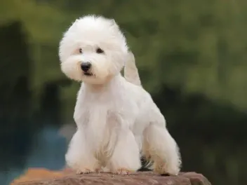 13 Westie Pros & Cons You Should Know