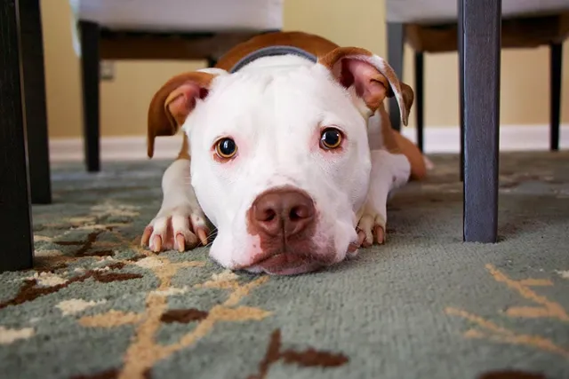 How to Help an Abused Dog Recover: 9 Vet-Approved Humane Ways