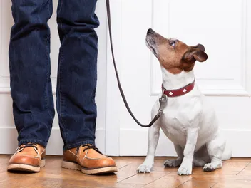 I Adopted a Dog & Now I Regret It: What You Should Do (Vet Answer)
