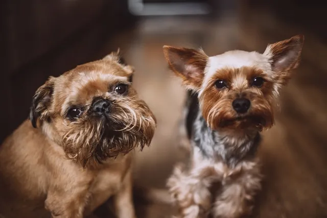 Which Dog Breeds Are in the AKC Toy Group Class? 22 Awesome Breeds