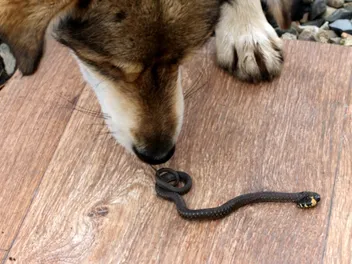 Can a Dog Smell Snakes? Canine Facts & FAQ