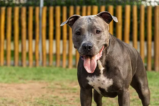 When Does a Pitbull Stop Growing? Facts & FAQ