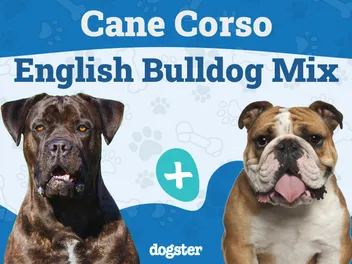 Cane Corso English Bulldog Mix: Info, Pictures, Care & More