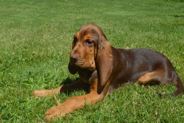 How Much Do Bloodhounds Shed? Vet-Verified Facts & Grooming Tips