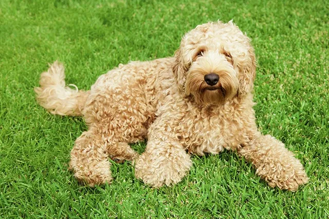 17 Labradoodle Colors & Patterns (With Pictures)