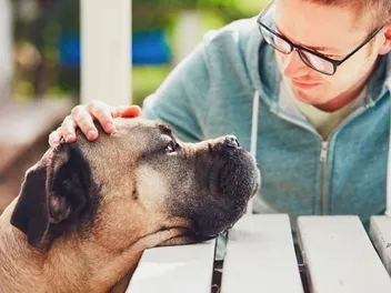 Are Cane Corsos Affectionate? Vet-Verified Temperament & Traits