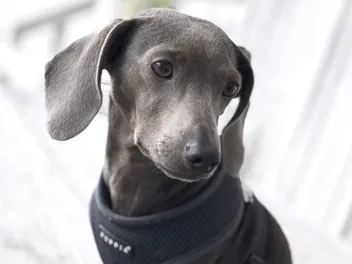 Blue Dachshund: Info, Pictures, Origin & History