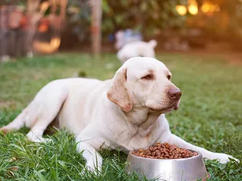 11 Best Large Breed Dog Foods in 2026 - Reviews & Top Picks