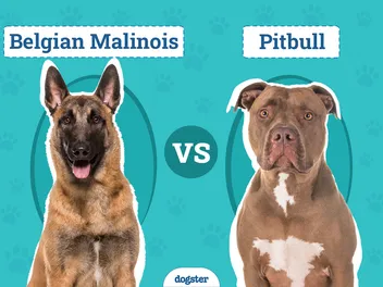 Belgian Malinois vs. Pitbull: Vet-Verified Key Differences (With Info & Pictures)