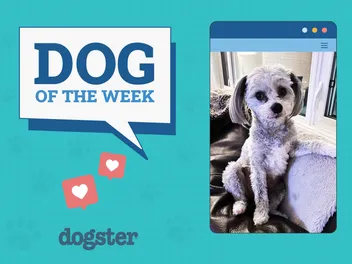 Dogster Photo Contest: Dogs of the Week Winners (October 9, 2025)