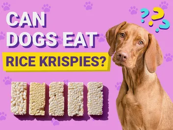 Can Dogs Eat Rice Krispies? Vet-Reviewed Facts & FAQ