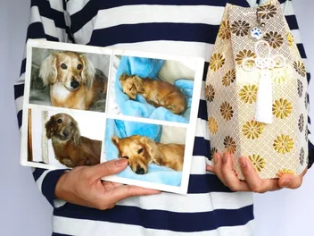 How Much Does It Cost to Cremate a Dog? 2026 Price Guide