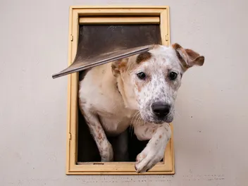 7 Best Dog Doors in 2026 - Reviews & Top Picks