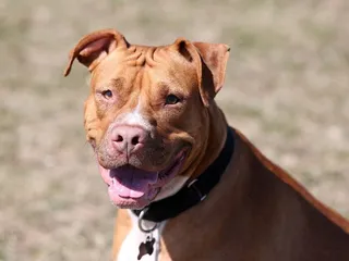 Sharpull Terrier Dog Breed Guide: Info, Pictures, Care & More