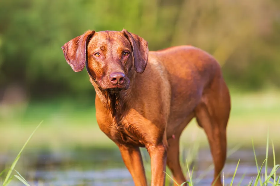 portrait picture of a Rhodesian Ridgeback at a pond