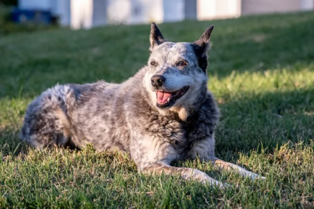 How to Groom an Australian Cattle Dog: 8 Great Tips