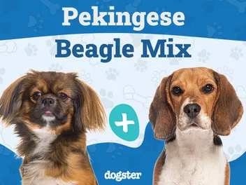 Peagle Dog Breed (Pekingese & Beagle Mix): Info, Pictures, Care Guide & More