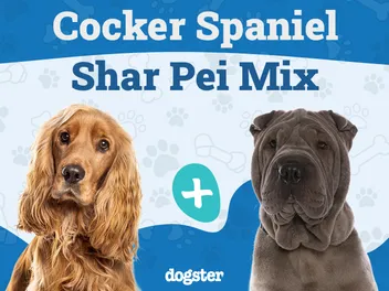 Cocker-Pei (Shar-Pei and Cocker Spaniel Mix): Info, Pictures, Care & More