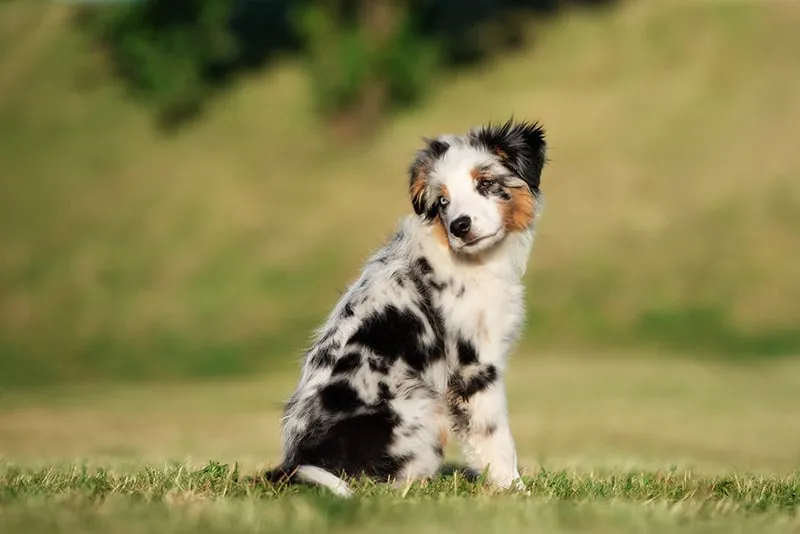 Miniature American Shepherd puppy sitting on the grass