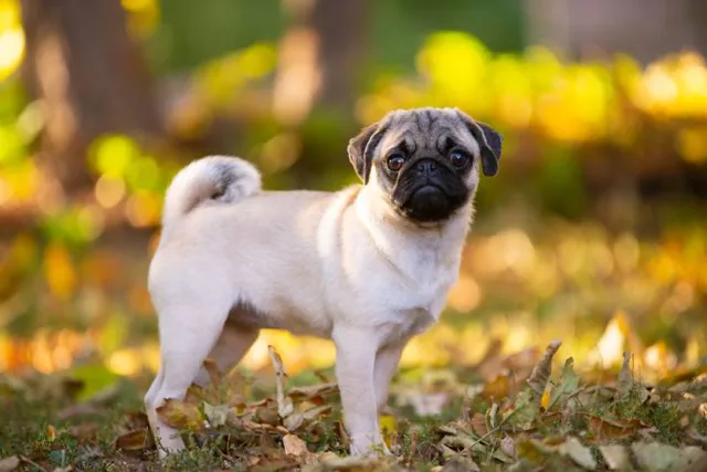 How Big Does a Pug Get (With Weight & Growth Chart)