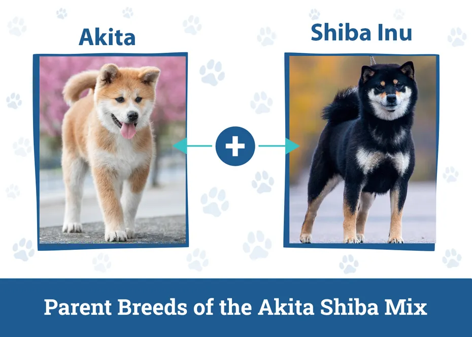 Parent Breeds of the Akita Shiba Mix