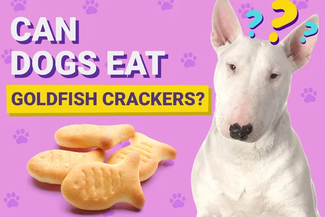 Can Dogs Eat Goldfish Crackers? Vet-Verified Facts & Tips