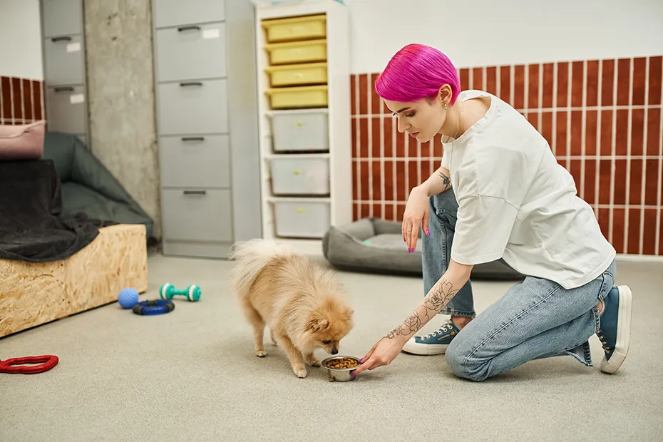 pet sitter giving dog a bowl of food