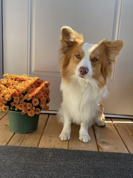 auggie mix dog