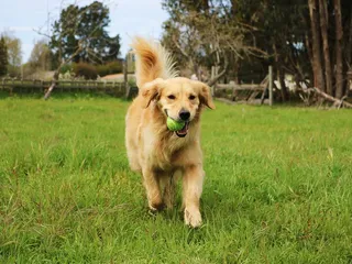 10 Best Dogs for Fetch: Breeds Who Are Surprisingly Good at Fetch (With Info & Pictures)