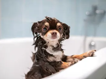 10 Best Shampoos for Chihuahuas in 2026: Reviews & Top Picks
