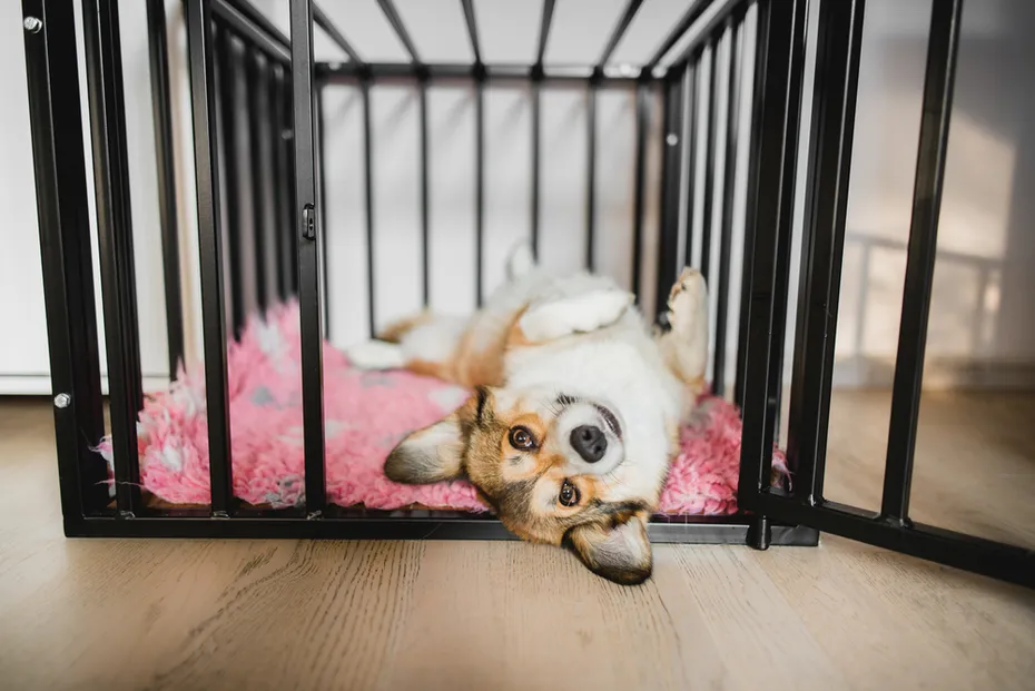 Welsh corgi pembroke dog in an open crate during a crate training