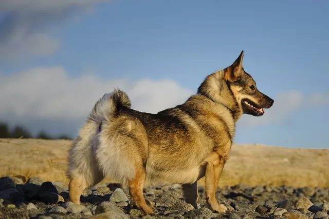 8 Interesting Swedish Vallhund Facts You'll Love to Learn