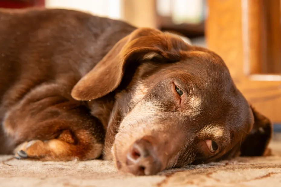 old dachshund dog sleeping on the floor