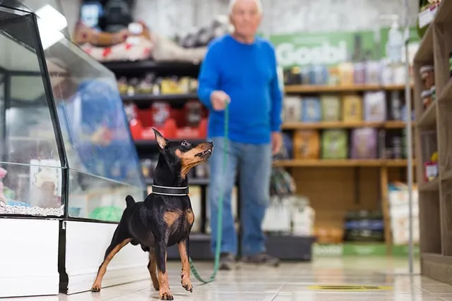 Are Dogs Allowed in TJ Maxx in 2026? Pet Policy & FAQ