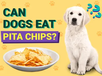 Can Dogs Eat Pita Chips? Vet-Reviewed Nutrition Facts & FAQ
