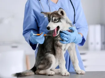 How Much Does It Cost to Microchip a Dog? 2026 Price Guide (Vet-Reviewed)